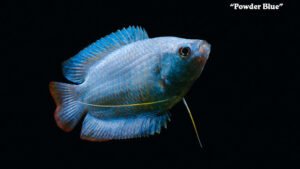 Trichogaster lalius - Powder Blue Fish