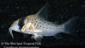 Corydoras atropersonatus