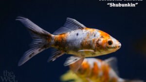 Carassius auratus - Shubunkin Fish