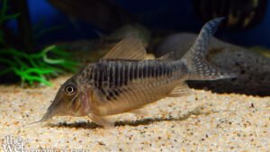 Corydoras sp.