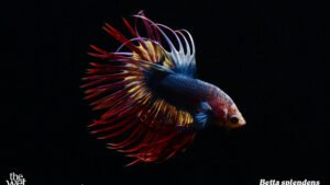 Betta splendens - Thai Flag Fish