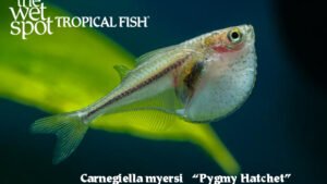 Carnegiella myersi - Pygmy Hatchet