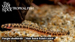 Pangio shelfordii - Hair Band Kuhli Loach