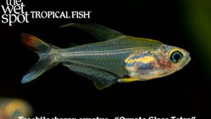 Trochilocharax oranatus - Ornate Glass Tetra