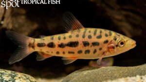 Leporinus sp. - Strawberry Leporinus