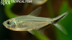 Moenkhausia costae - Black Line Tail Tetra