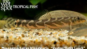 Mesonemacheilus triangularis - Zodiac/Batik Loach