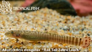 Aborichthys elongatus - Red Tail Zebra Loach