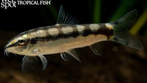 Ambastaia sidthimunki - Dwarf Chain Loach