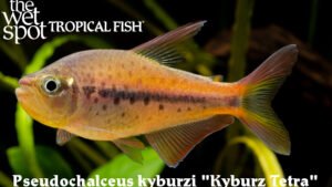 Pseudochalceus kyburzi - Kyburz Tetra