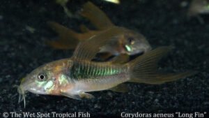 Corydoras aeneus - Long Fin