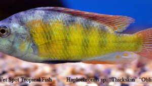 Haplochromis sp. - Thickskin Obliquidens