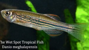 Danio meghalayensis