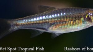 Rasbora cf. borneensis