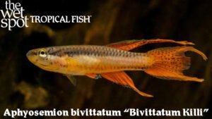 Aphyosemion bivittatum - Bivittatum Killi