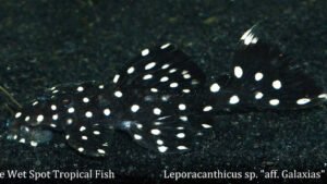 Leporacanthicus sp. - aff. Galaxias