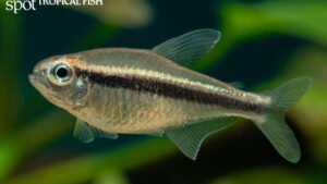 Moenkhausia phaenota - Piaba Tetra