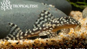 Scobinancistrus cf. pariolispos - Golden Cloud Pleco