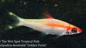 Sahyadria denisonii - Golden Form Fish