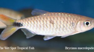 Brycinus macrolepidotus