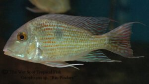 Geophagus sp. - Rio Pindare