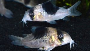 Corydoras sp.