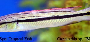 Crenicichla sp. - Black Stripe