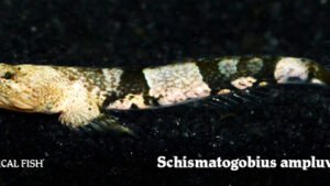 Schismatogobius ampluvinculus