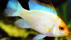 Mikrogeophagus ramirezi - Goldface Electric Blue Ram