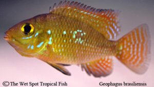 Geophagus brasiliensis