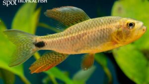 Crenuchus spilurus - Sailfin Tetra