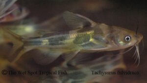 Tachysurus fulvidraco