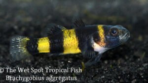 Brachygobius aggregatus