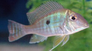 Geophagus naembi