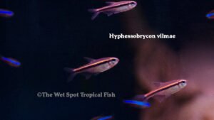 Hyphessobrycon vilmae