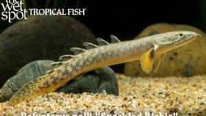 Polypterus polli - Speckled Bichir Fish