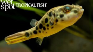 Tetraodon schoutedeni - Spotted Congo Puffer Fish