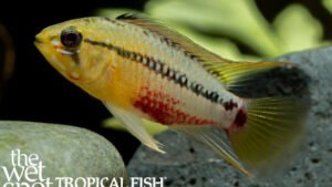 Apistogramma hongsloi