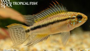 Apistogramma bitaeniata - Tefe Fish