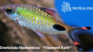 Dawkinsia filamentosa - Filament Barb Fish