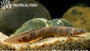 Polypterus mokelembembe - Reticulated Bichir Fish