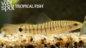 Micronemacheilus cruciatus - Pygmy Multi Stripe Loach