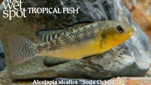 Alcolapia alcalica - Soda Cichlid Fish