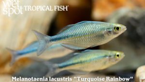 Melanotaenia lacustris - Turquoise Rainbow