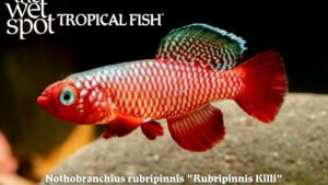 Nothobranchius rubripinnis - Rubripinnis Killi