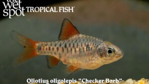 Oliotius oligolepis - Checker Barb Fish