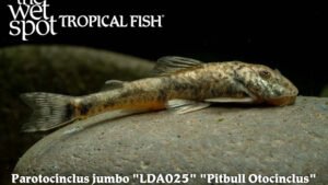 Parotocinclus jumbo - Pitbull Otocinclus Fish