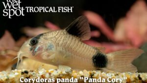 Corydoras panda - Panda Cory Fish