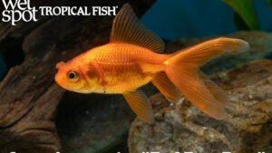 Carassius auratus - Red Pom Pom Fish