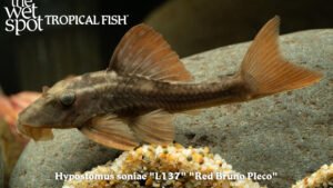 Hypostomus soniae - Red Bruno Pleco Fish